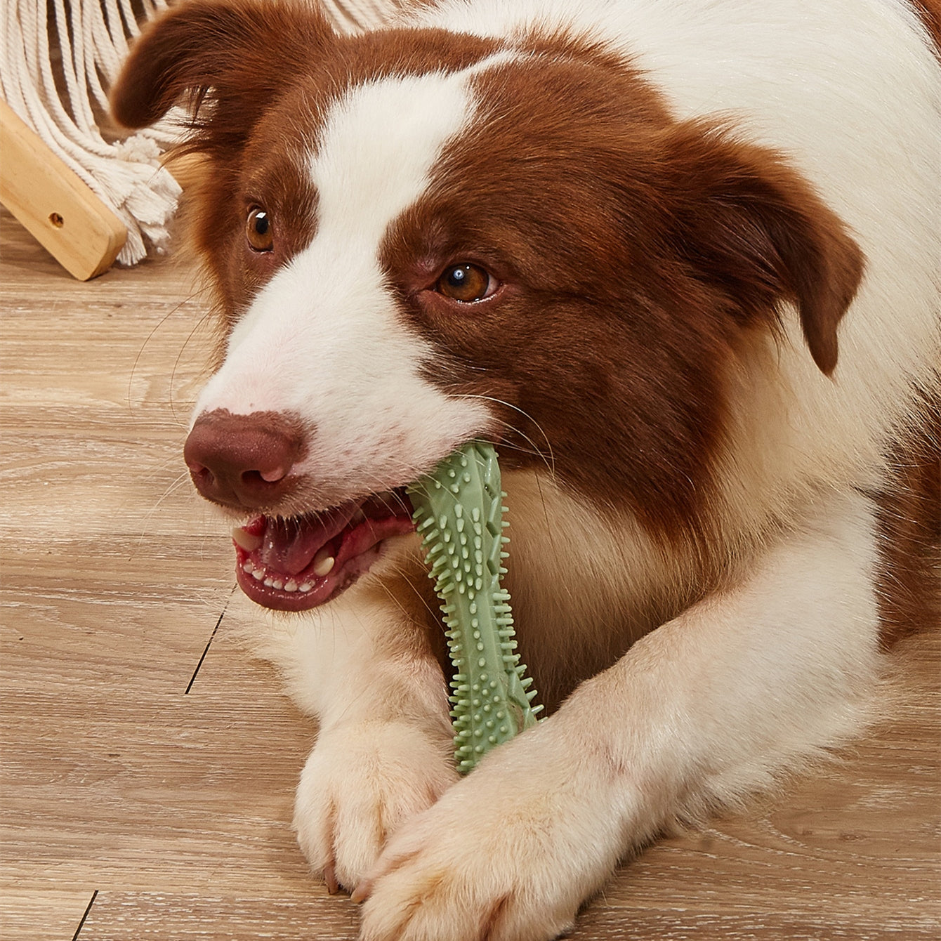 Brown and white dog chewing on a green toy on a wooden floor