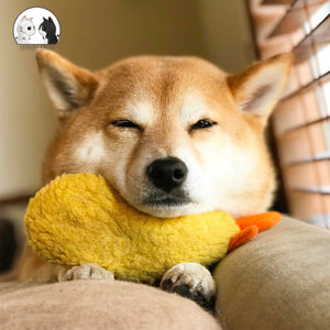 Dog with a yellow plush toy on a couch