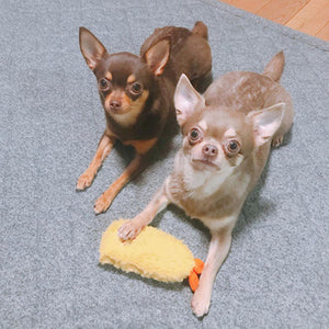 Two small dogs with a toy on a gray carpet