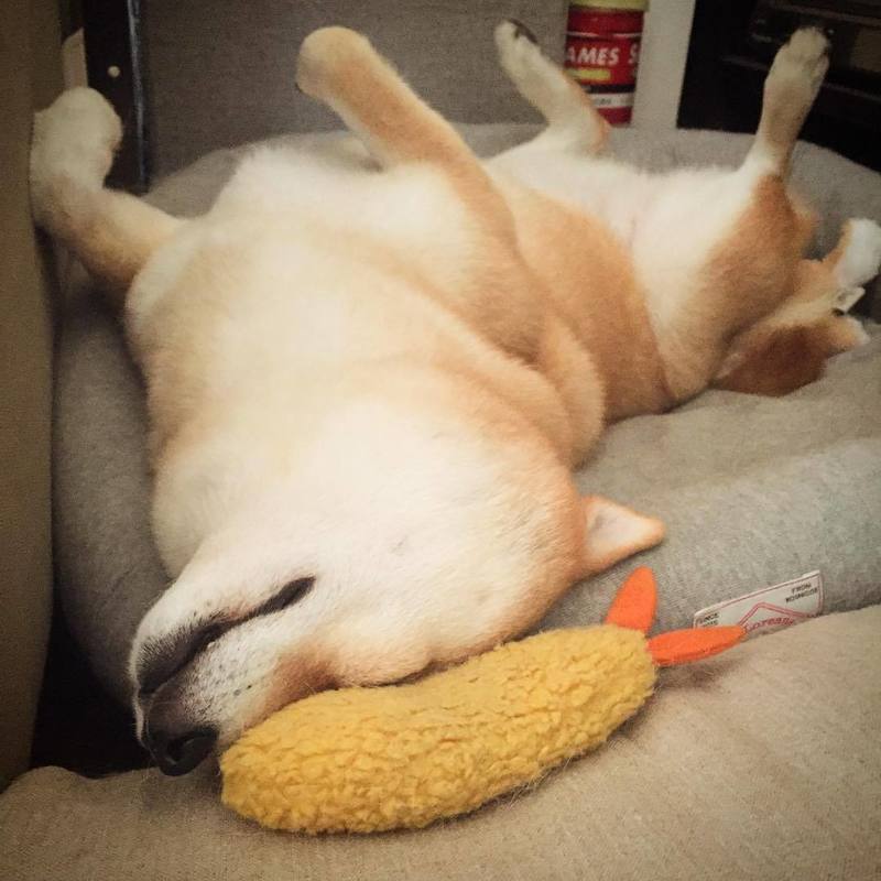 Dog lying on a bed with a plush toy next to it