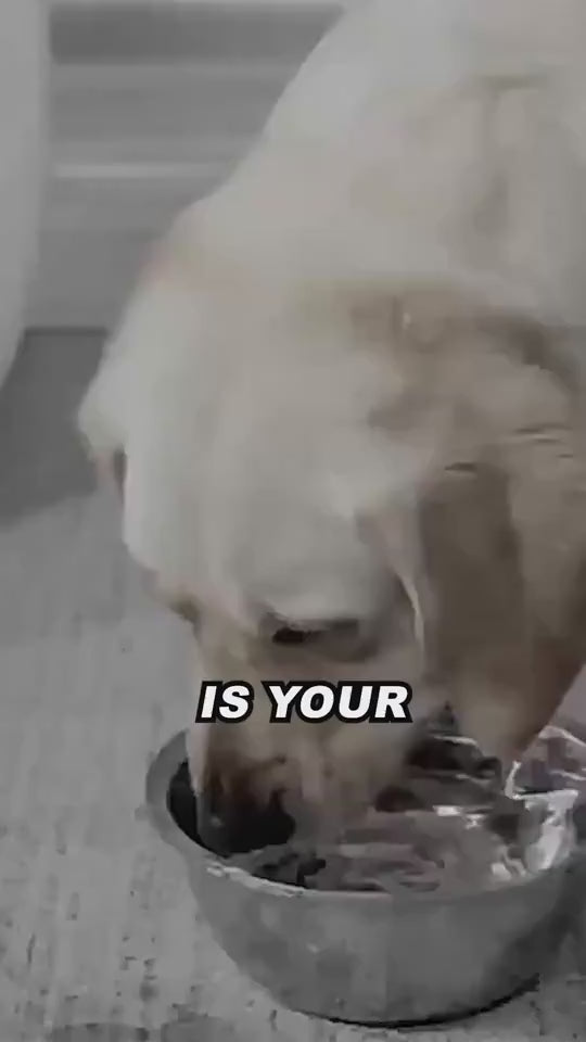 1.mp4