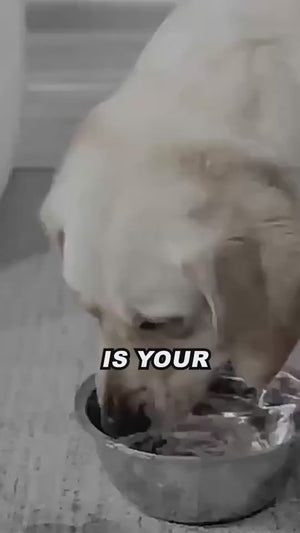 1.mp4